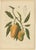 Hoola van Nooten, Mango Botanical, 1880, Chromolithograph For Sale - Image 9 of 9