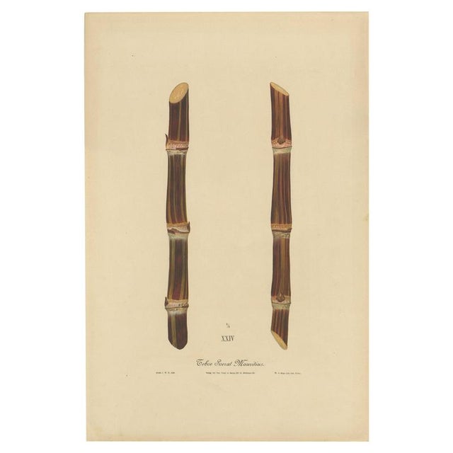 Sugarcane, 1892, Paper For Sale - Image 10 of 10