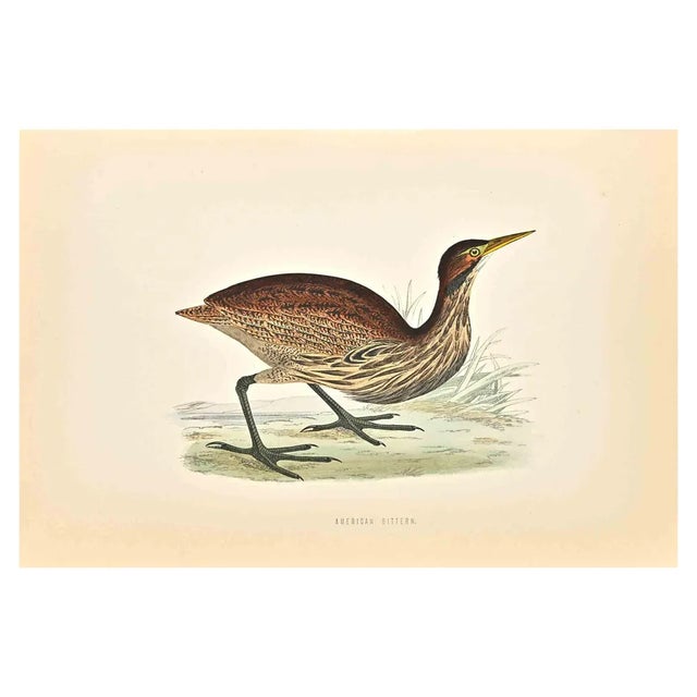 Alexander Francis Lydon, American Bittern, Woodcut Print, 1870 For Sale