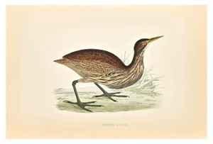 Alexander Francis Lydon, American Bittern, Woodcut Print, 1870