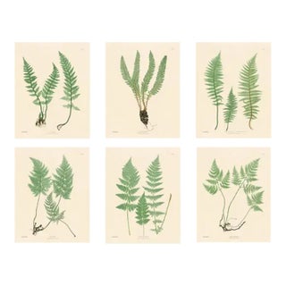 Botanical Ferns by Henry Bradbury- Plates 19-24 - Set of 6 For Sale