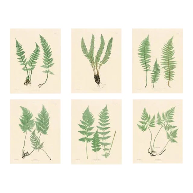 Botanical Ferns by Henry Bradbury- Plates 19-24 - Set of 6 For Sale