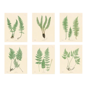 Botanical Ferns by Henry Bradbury- Plates 19-24 - Set of 6