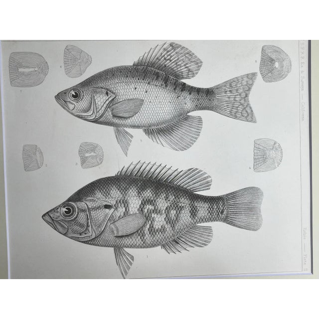 Antique Lithograph of California Perch Fish C. 1860 For Sale In New York - Image 6 of 6