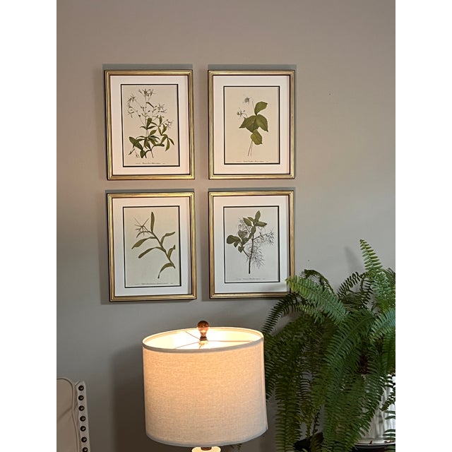Vintage Botanical Framed Set of 4 - Authentic 1953 Wild Flower For Sale In Greensboro - Image 6 of 8