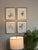 Vintage Botanical Framed Set of 4 - Authentic 1953 Wild Flower For Sale In Greensboro - Image 6 of 8