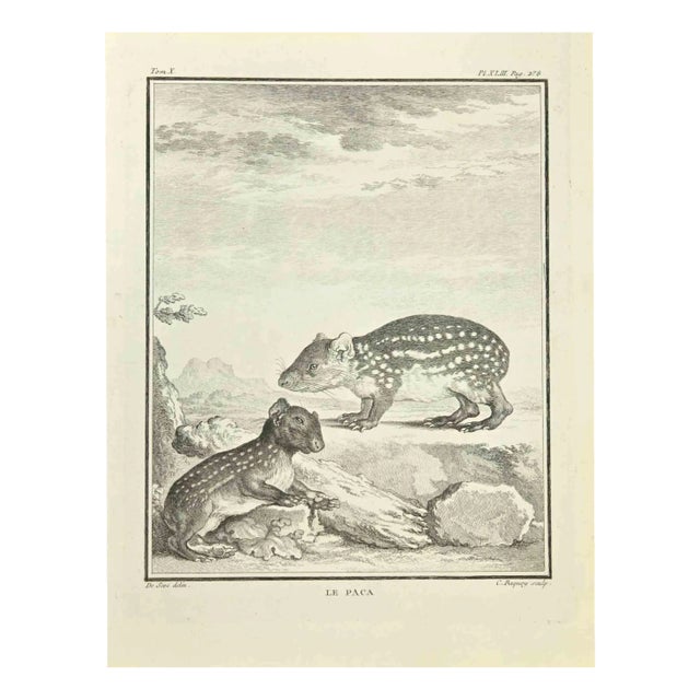Jean Charles Baquoy, Le Paca, Etching, 1771 For Sale