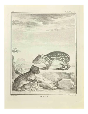 Jean Charles Baquoy, Le Paca, Etching, 1771