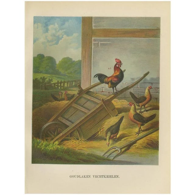 The Lively Golden Bantam Game Fowl, 1888, Paper For Sale - Image 10 of 10