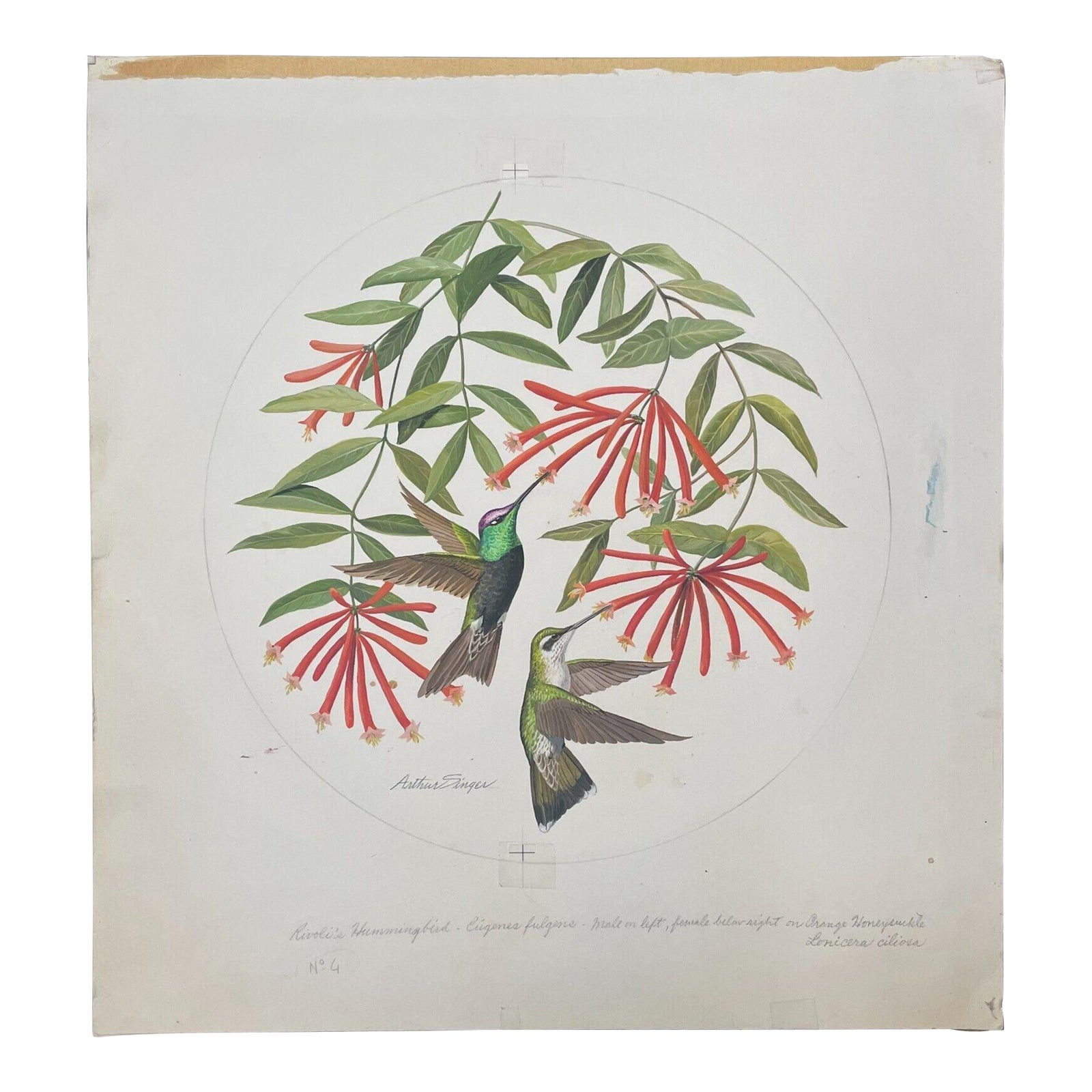 Rosemary Bird作 アボリジニアート Original Arthur Singer 'rivoli Hummingbird' Painting for