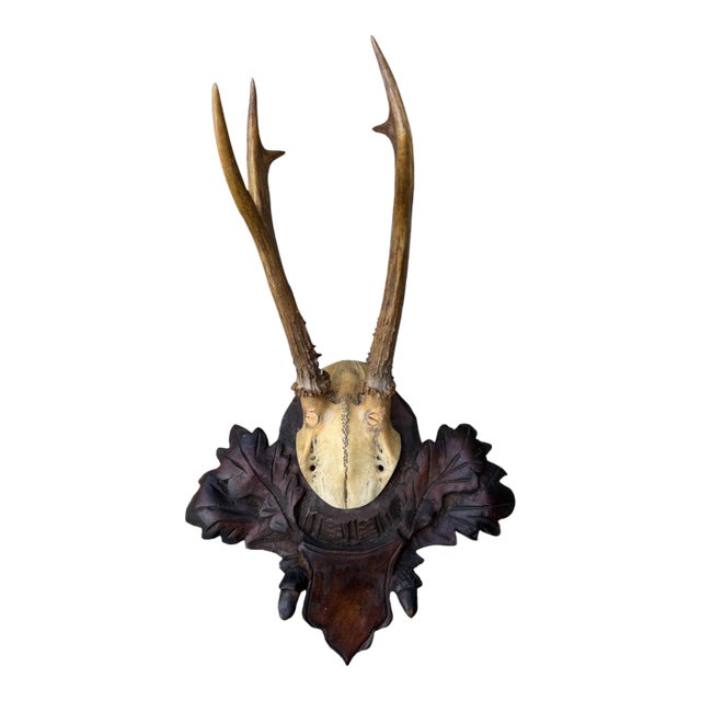 Roe Deer Trophy 148 Black Foret Antlers For Sale