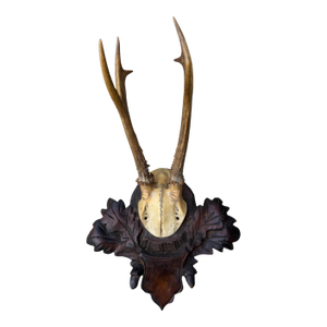 Roe Deer Trophy 148 Black Foret Antlers