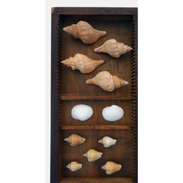 Curated Shell Collection Wall Display | Chairish