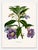 A striking mid-19th century botanical lithograph in an impressive double-page folio format—richly hand-colored and highly...