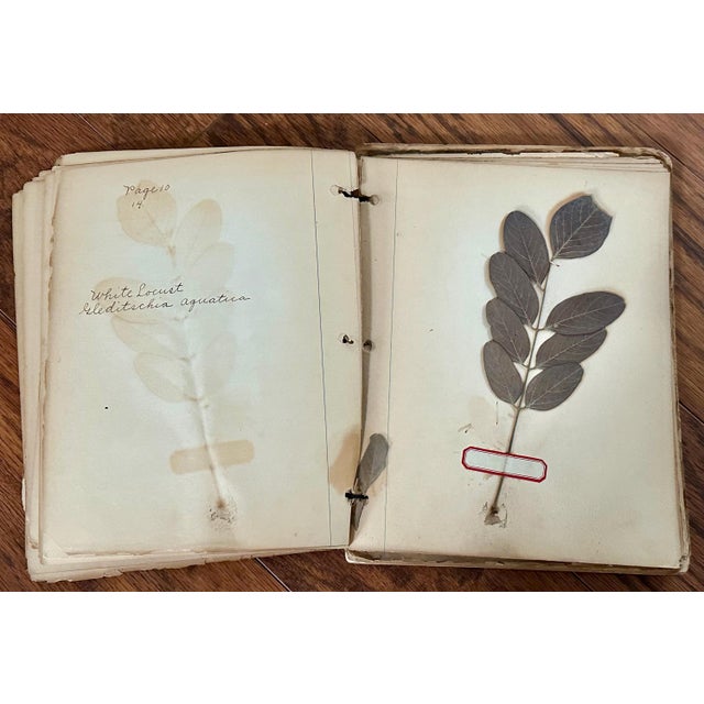 Early 20th Century Antique Botany Herbarium: 1900s Lab Notes & Drawings - Columbia City High School For Sale - Image 5 of 10
