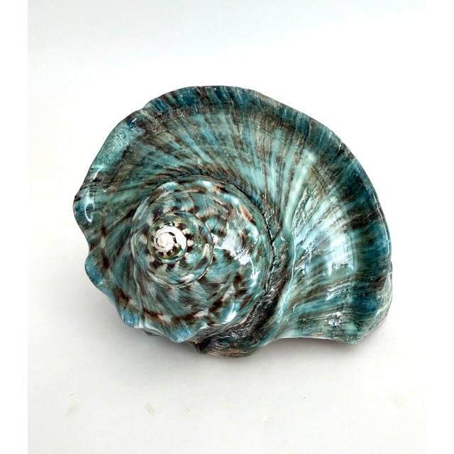 Shell Giant Green Turbo Marmoratus Shell For Sale - Image 7 of 8