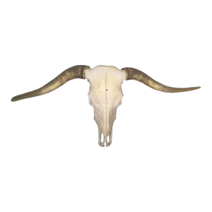 Vintage Wall-Mounted Steer Skull
