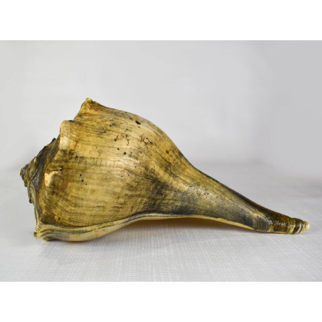 Enhance your nautical style by showcasing the lightning whelk conch Specimen. This beautiful shell makes outstanding...