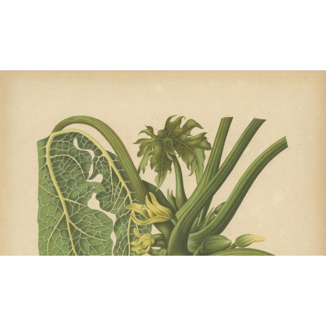 Hoola van Nooten, Papaya Botanical, 1880, Chromolithograph For Sale - Image 4 of 9