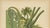 Hoola van Nooten, Papaya Botanical, 1880, Chromolithograph For Sale - Image 4 of 9