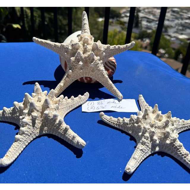 60-Piece Fine Seashell & Coral Collection For Sale - Image 14 of 18