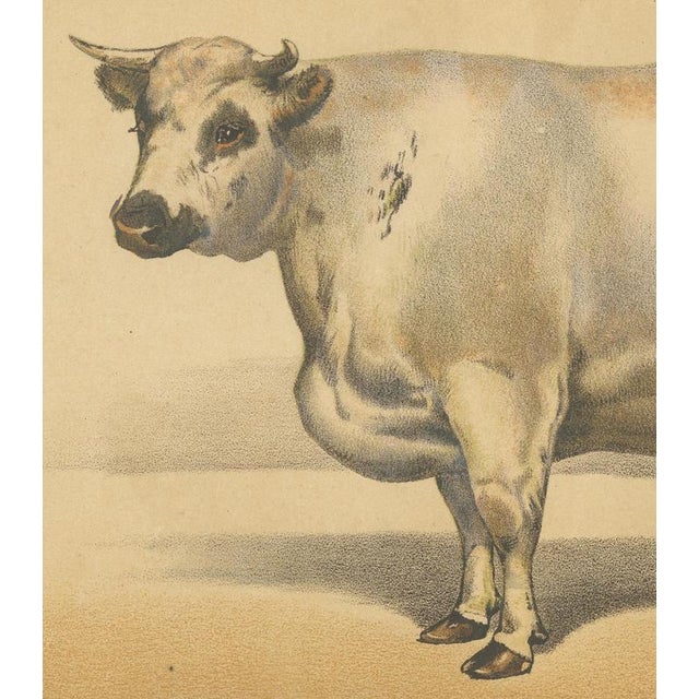 19th Century Olivier De Penne, Durham Shorthorn Ox, British Cattle, 1863, Chromolithograph For Sale - Image 5 of 9