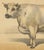 19th Century Olivier De Penne, Durham Shorthorn Ox, British Cattle, 1863, Chromolithograph For Sale - Image 5 of 9