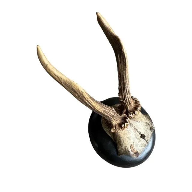 Cabin 1900s Roe Deer Trophy Antlers Mount Skull #815 For Sale - Image 3 of 5