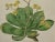 Flowering Houseleek Plant: A 19th C. Hand-Colored Botanical Engraving by Curtis, 1818 For Sale - Image 4 of 4