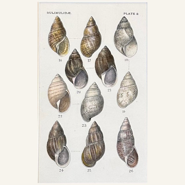 English Set of 2 19th Century Archivally Matted Shell Themed Hand Colored Lithographs For Sale - Image 3 of 4
