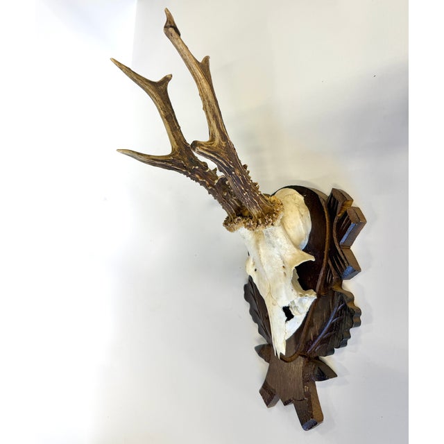 Vintage German Roe Deer Antlers For Sale - Image 4 of 6