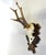 Vintage German Roe Deer Antlers For Sale - Image 4 of 6
