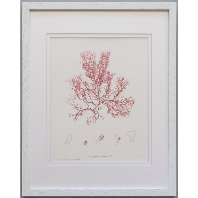 Custom Framed British Seaweed Giclée Prints - Set of Four For Sale In Houston - Image 6 of 13