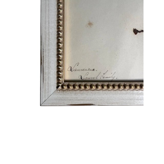1895 Framed Antique Herbariums, Set of 20 For Sale - Image 4 of 12