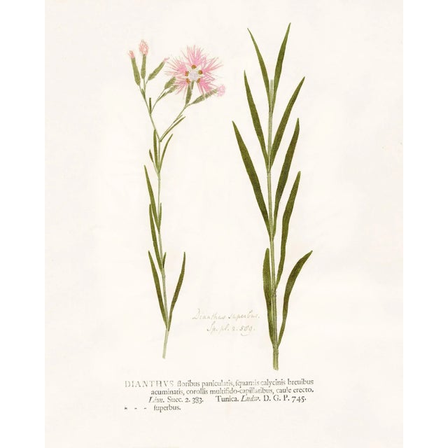 Not Yet Made - Made To Order Reproduction Antique Botanical Print Set of 6 With Pink Flowers - 16 X 20" For Sale - Image 5 of 8
