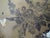 Victorian 19th Century Asiatic Pheasant Platter For Sale - Image 3 of 17