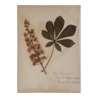 Antique Herbarium - Common Horse Chestnut, Circa 1850 - 1915 For Sale