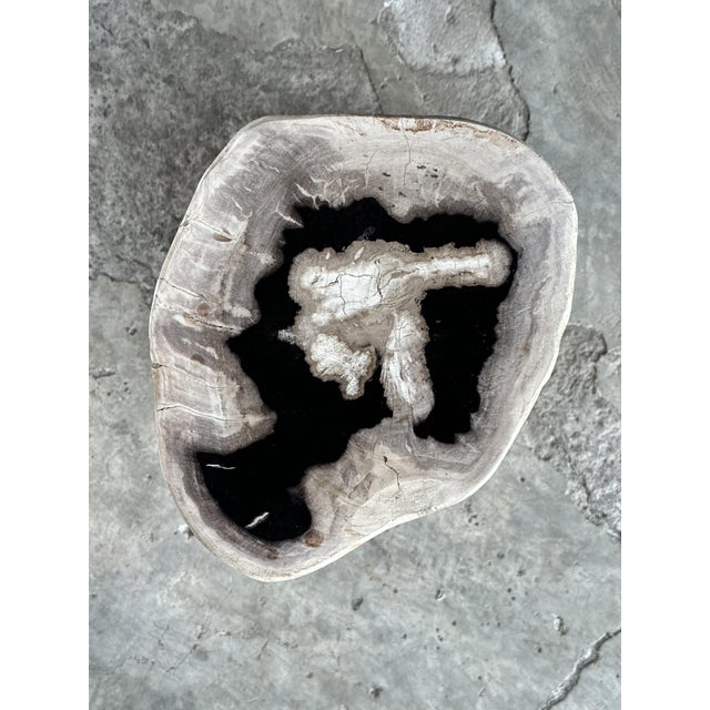 Side Table in Petrified Wood For Sale - Image 16 of 18