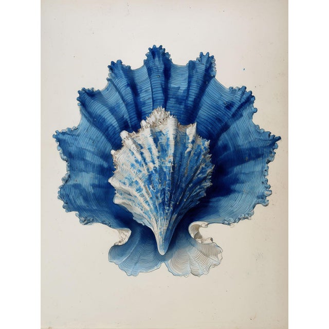 Set of 8 – Blue and White Conch Shells Collection | Coastal Natural History Fine Art Prints For Sale - Image 15 of 18