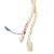 1950s Hand Shapped Angel Skin Coral Beaded Rope Tie Necklace For Sale In Los Angeles - Image 6 of 6