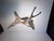 Mid 20th Century Dorothy Doughty Scissor Tailed Flycatchers - a Pair For Sale - Image 9 of 16