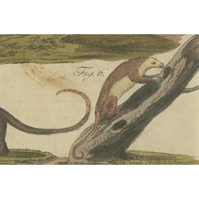 Bertuch, Monkeys & South American Anteaters, 1800, Engraving For Sale - Image 6 of 10