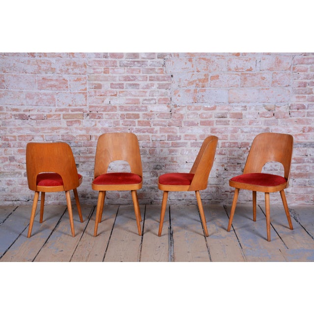 Brown Mid-Century Beech Chairs by O. Haerdtl, Czech, 1950s, Set of 4 For Sale - Image 8 of 18