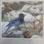 Original Watercolor by Jane Maday Title: Steller's Jay  Poudre Canyon Medium: Watercolor on paper Image Size: 8" x 8"...