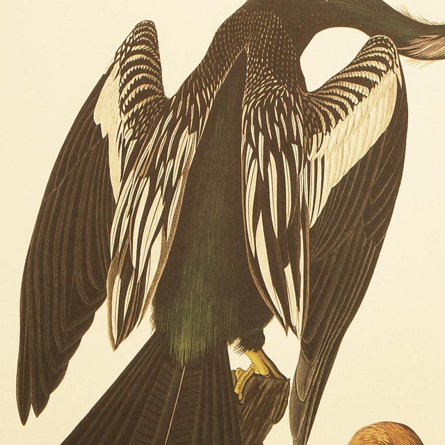 1990s Anhingas or Snake Birds After Audubon, Large Cottage Print For Sale In Dallas - Image 6 of 11