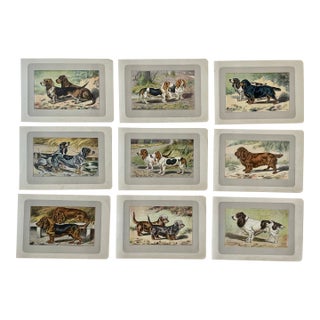 1907 French Photogravure Prints - Collection of Nine Short-Legged Dogs For Sale