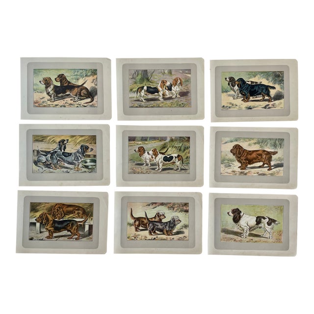 1907 French Photogravure Prints - Collection of Nine Short-Legged Dogs - For Sale