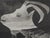 Pablo Picasso, Diurnal, The Goat on the Wrapping Horizon, Original Phototype For Sale - Image 6 of 6