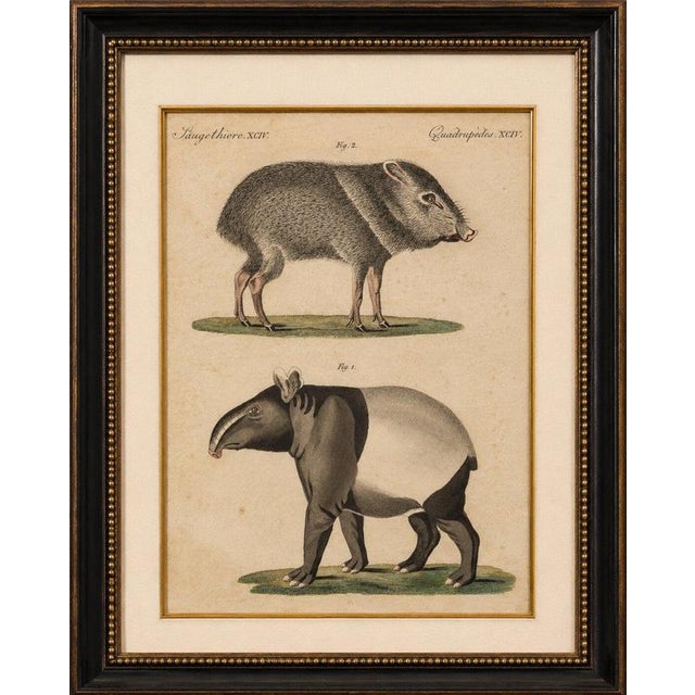 Title: antique malayan tapir & collared peccary engraving – bertuch, c. 1815 original antique hand-colored copper...