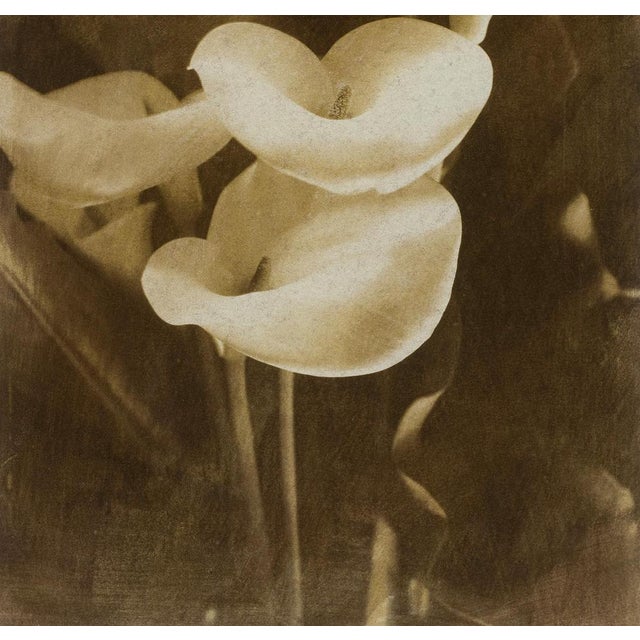 Ian Sanderson, Lilies, 1993, Archival Pigment Print For Sale - Image 3 of 6